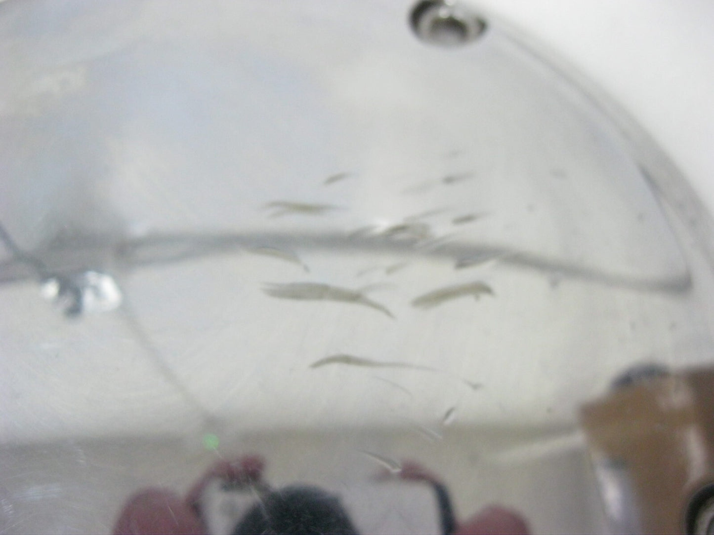 Harley-Davidson OEM 06-18 5-Hole Chrome Derby Cover (Casting #60769-06) 60766-06